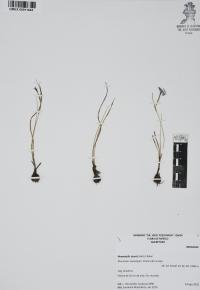 Nemastylis tenuis image